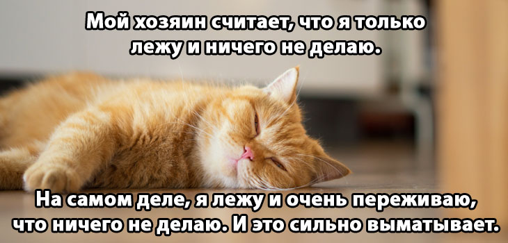 Рыжий кот лежит на полу с закрытыми глазами
