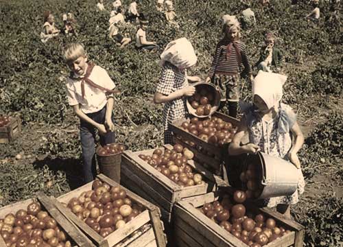 Советские школьники собирают урожай помидоров